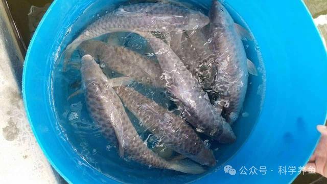 上海忘不了魚多少錢一斤：天價珍饈美食忘不了魚 上海忘不了魚多少錢一斤：天價珍饈美食忘不了魚 龍魚論壇 第7張