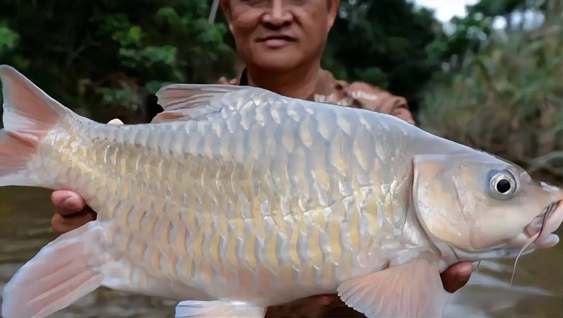 上海忘不了魚多少錢一斤：天價珍饈美食忘不了魚 上海忘不了魚多少錢一斤：天價珍饈美食忘不了魚 龍魚論壇 第3張