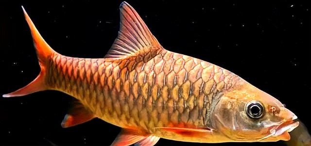 上海忘不了魚多少錢一斤：天價珍饈美食忘不了魚 上海忘不了魚多少錢一斤：天價珍饈美食忘不了魚 龍魚論壇 第10張