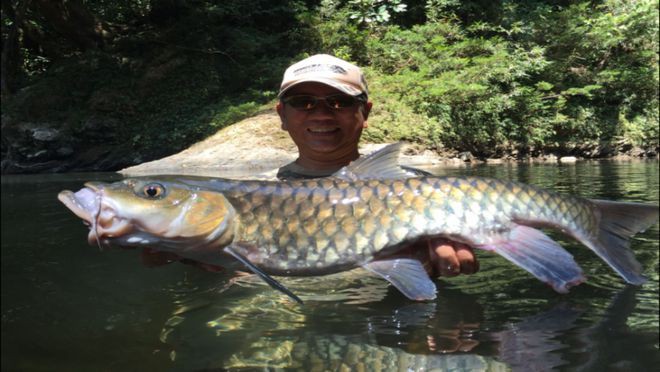 上海忘不了魚多少錢一斤：天價珍饈美食忘不了魚 上海忘不了魚多少錢一斤：天價珍饈美食忘不了魚 龍魚論壇 第5張