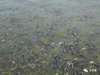 如何判斷風水魚是否健康?:判斷風水魚(如龍魚)的健康狀況需綜合觀察體表特征、行為表現及環境因素 龍魚百科 第2張 如何判斷風水魚是否健康?:判斷風水魚(如龍魚)的健康狀況需綜合觀察體表特征、行為表現及環境因素 如何判斷風水魚是否健康?:判斷風水魚(如龍魚)的健康狀況需綜合觀察體表特征、行為表現及環境因素 龍魚百科 第2張