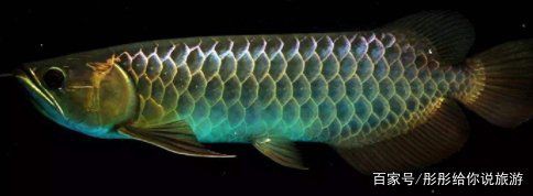 如何判斷風水魚是否健康?:判斷風水魚(如龍魚)的健康狀況需綜合觀察體表特征、行為表現及環境因素 龍魚百科 第3張 如何判斷風水魚是否健康?:判斷風水魚(如龍魚)的健康狀況需綜合觀察體表特征、行為表現及環境因素 如何判斷風水魚是否健康?:判斷風水魚(如龍魚)的健康狀況需綜合觀察體表特征、行為表現及環境因素 龍魚百科 第3張