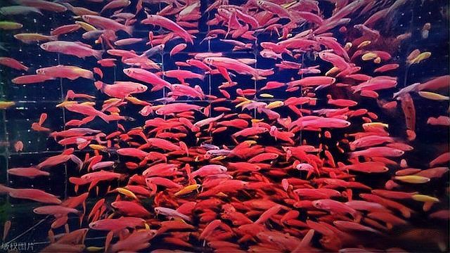 如何判斷風水魚是否健康?:判斷風水魚(如龍魚)的健康狀況需綜合觀察體表特征、行為表現及環境因素 龍魚百科 第5張 如何判斷風水魚是否健康?:判斷風水魚(如龍魚)的健康狀況需綜合觀察體表特征、行為表現及環境因素 如何判斷風水魚是否健康?:判斷風水魚(如龍魚)的健康狀況需綜合觀察體表特征、行為表現及環境因素 龍魚百科 第5張