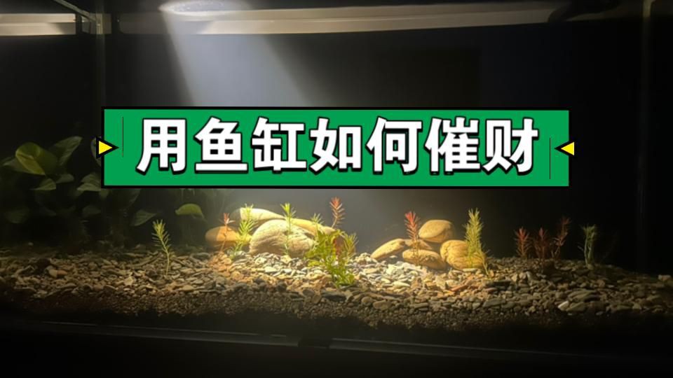 如何科學飼養招財風水魚？：acfun三分鐘學會,魚缸催財嗶哩嗶哩,客廳養什么魚風水好!