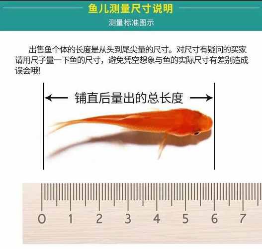 6厘米魚參照物圖片：小鬼王的十天蛻變小白bibo微里楠
