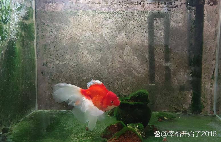 6厘米魚參照物圖片：小鬼王的十天蛻變小白bibo微里楠