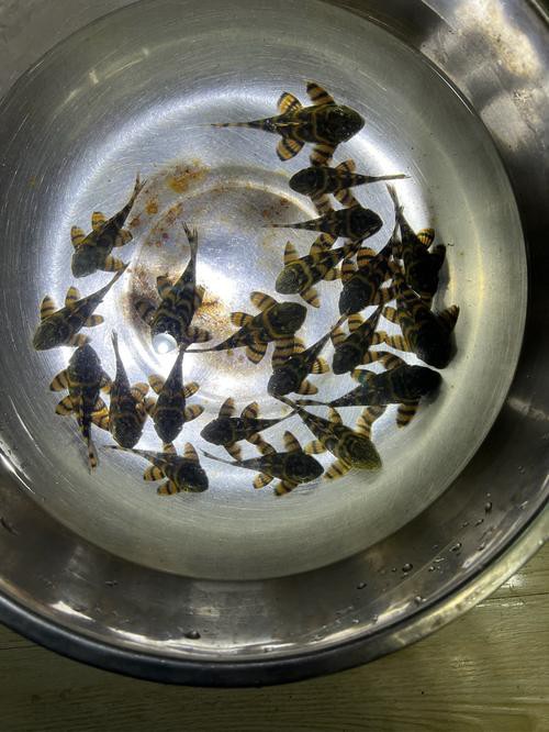 6厘米魚參照物圖片：小鬼王的十天蛻變小白bibo微里楠