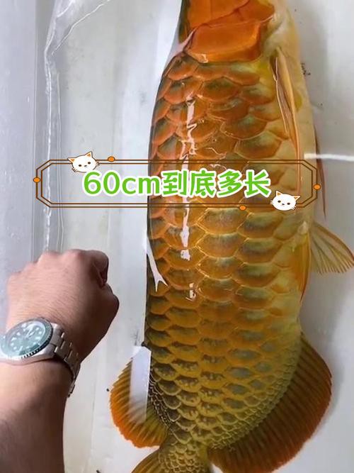 6厘米魚參照物圖片：小鬼王的十天蛻變小白bibo微里楠