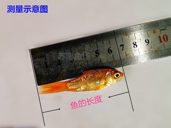 6厘米魚參照物圖片：小鬼王的十天蛻變小白bibo微里楠