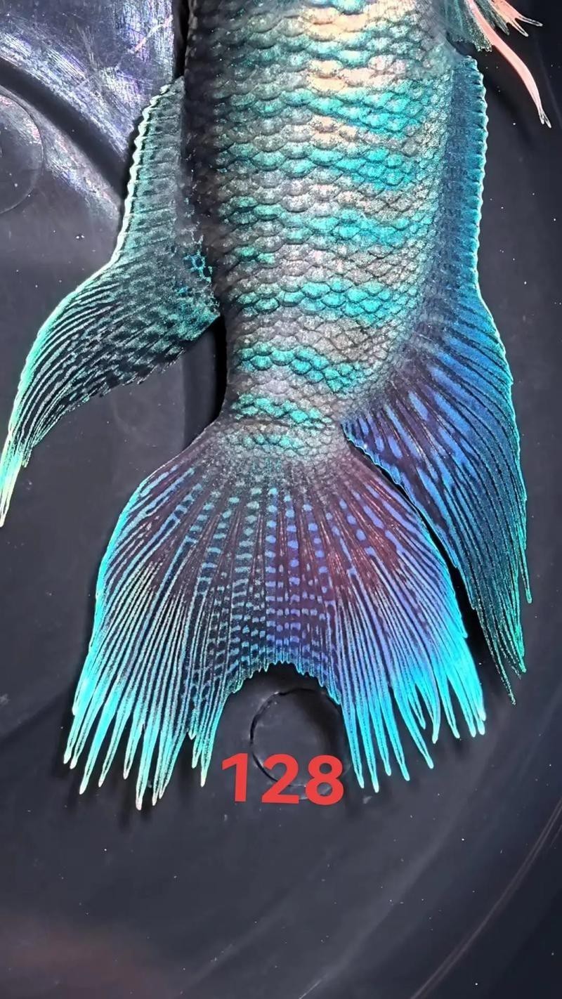 6厘米魚參照物圖片：小鬼王的十天蛻變小白bibo微里楠