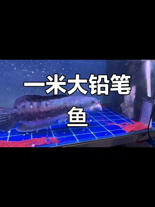 6厘米魚參照物圖片：小鬼王的十天蛻變小白bibo微里楠