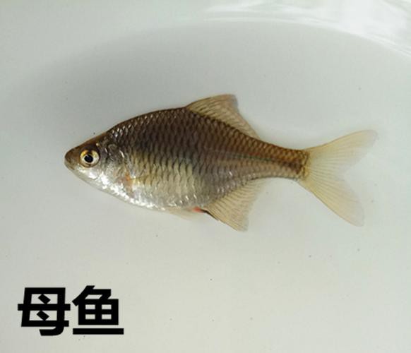 6厘米魚參照物圖片：小鬼王的十天蛻變小白bibo微里楠