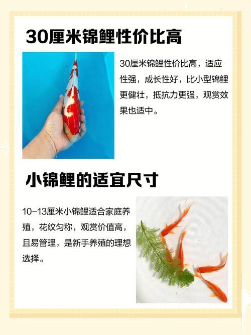 6厘米魚參照物圖片：小鬼王的十天蛻變小白bibo微里楠