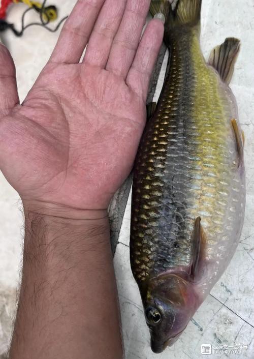 6厘米魚參照物圖片：小鬼王的十天蛻變小白bibo微里楠