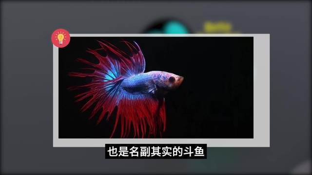 6厘米魚參照物圖片：小鬼王的十天蛻變小白bibo微里楠