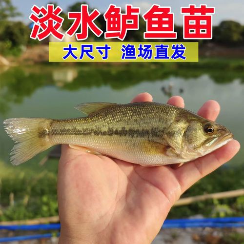 6厘米魚參照物圖片：小鬼王的十天蛻變小白bibo微里楠