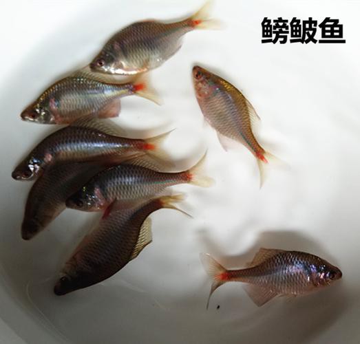 6厘米魚參照物圖片：小鬼王的十天蛻變小白bibo微里楠