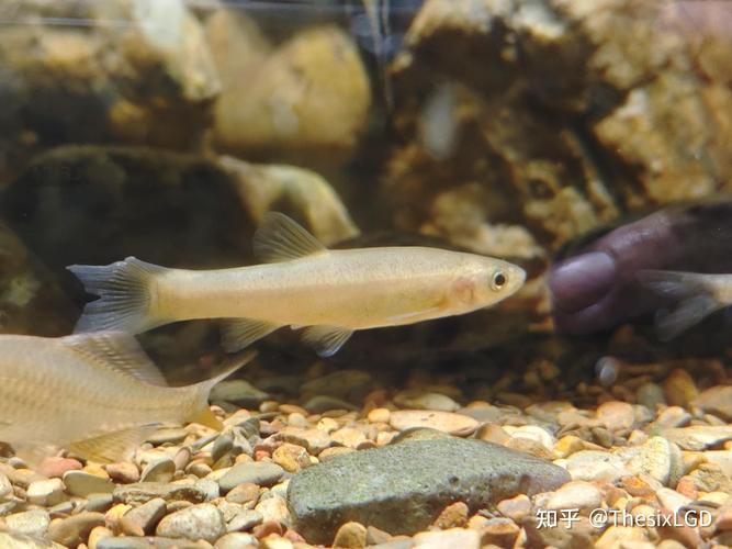 6厘米魚參照物圖片：小鬼王的十天蛻變小白bibo微里楠