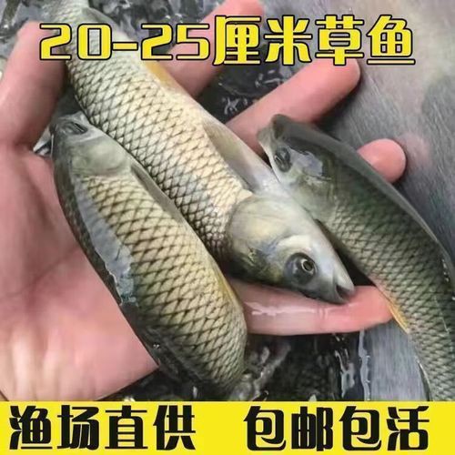 6厘米魚參照物圖片：小鬼王的十天蛻變小白bibo微里楠