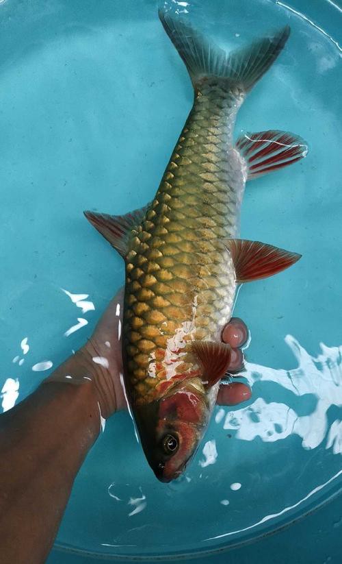 6厘米魚參照物圖片：小鬼王的十天蛻變小白bibo微里楠