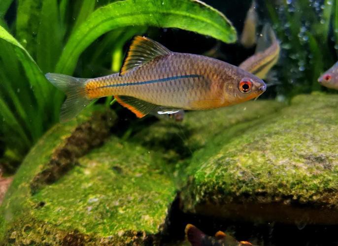 6厘米魚參照物圖片：小鬼王的十天蛻變小白bibo微里楠