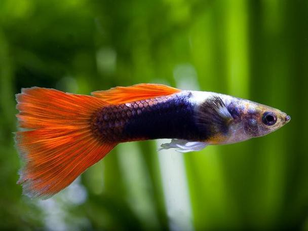 6厘米魚參照物圖片：小鬼王的十天蛻變小白bibo微里楠