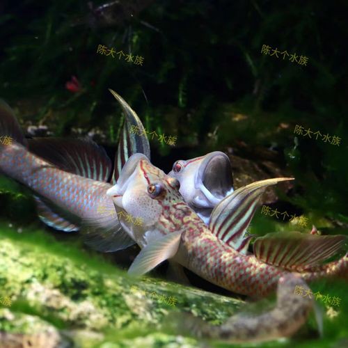 6厘米魚參照物圖片：小鬼王的十天蛻變小白bibo微里楠