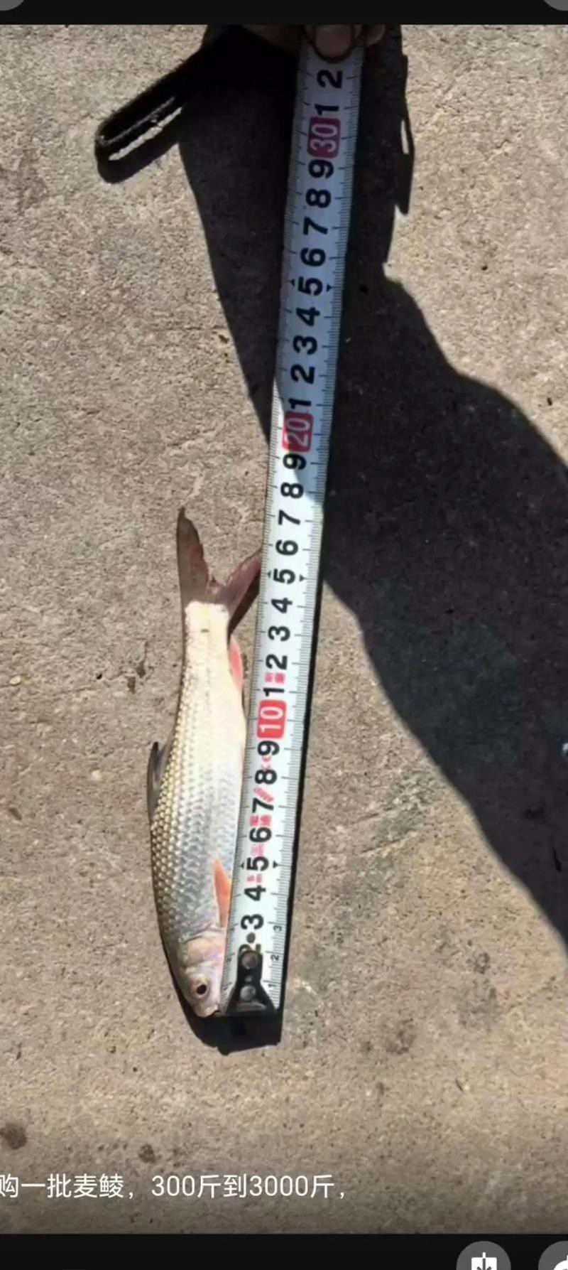 6厘米魚參照物圖片：小鬼王的十天蛻變小白bibo微里楠