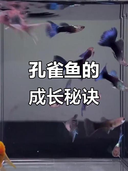 6厘米魚參照物圖片：小鬼王的十天蛻變小白bibo微里楠