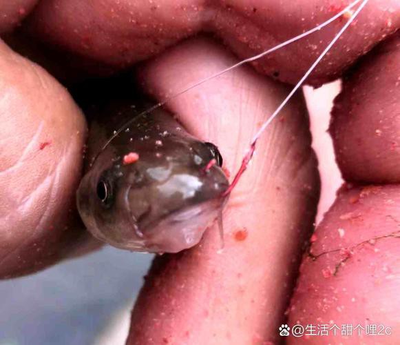 6厘米魚參照物圖片：小鬼王的十天蛻變小白bibo微里楠