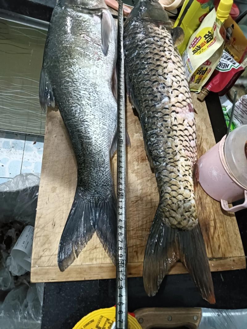 6厘米魚參照物圖片：小鬼王的十天蛻變小白bibo微里楠