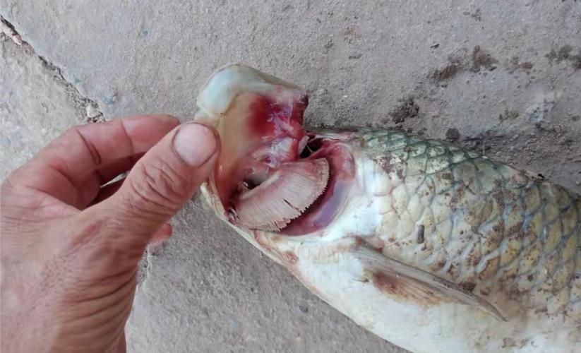 提供幾張龍魚爛鰓的圖片：養魚大全，龍魚爛鰓病