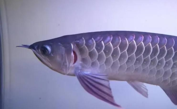 提供幾張龍魚爛鰓的圖片：養魚大全，龍魚爛鰓病