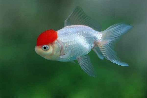 提供幾張龍魚爛鰓的圖片：養魚大全，龍魚爛鰓病