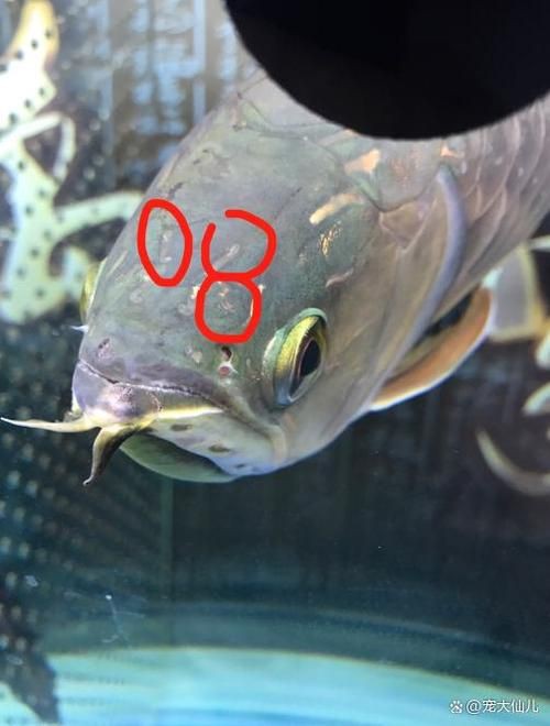 提供幾張龍魚爛鰓的圖片：養魚大全，龍魚爛鰓病