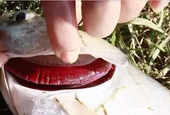 提供幾張龍魚爛鰓的圖片：養魚大全，龍魚爛鰓病