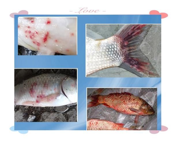 提供幾張龍魚爛鰓的圖片：養魚大全，龍魚爛鰓病