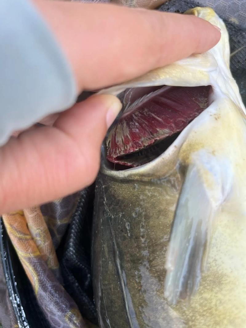 提供幾張龍魚爛鰓的圖片：養魚大全，龍魚爛鰓病