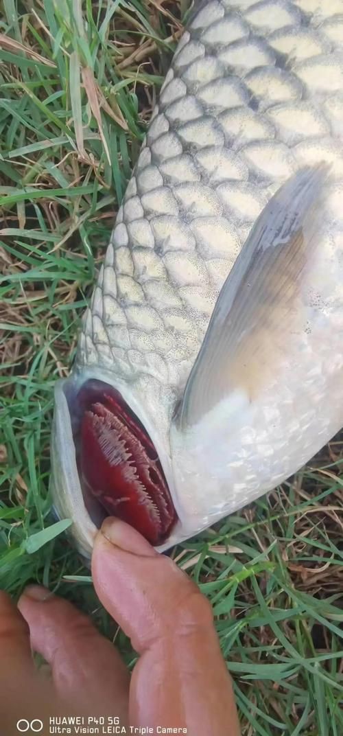 提供幾張龍魚爛鰓的圖片：養魚大全，龍魚爛鰓病