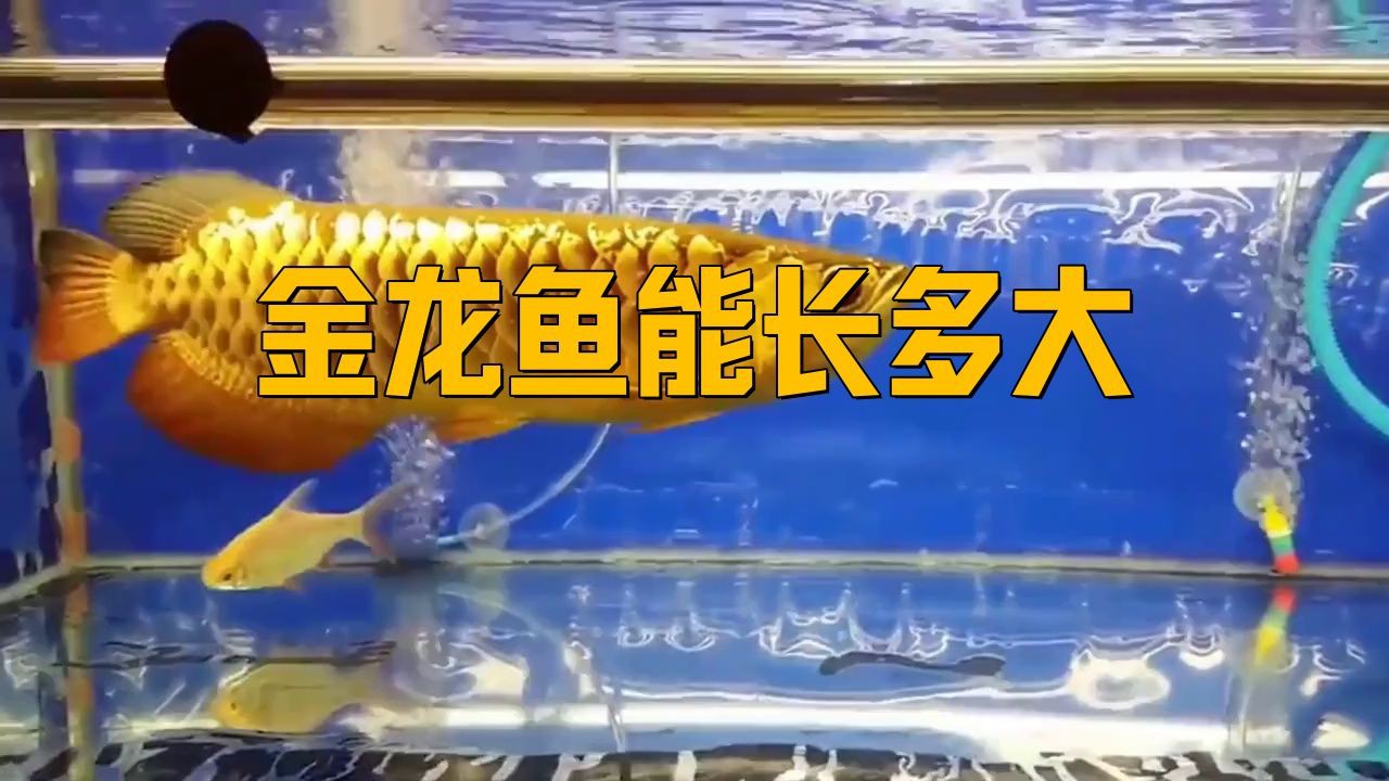 最大的金龍魚有多大：金龍魚最大可以長多大