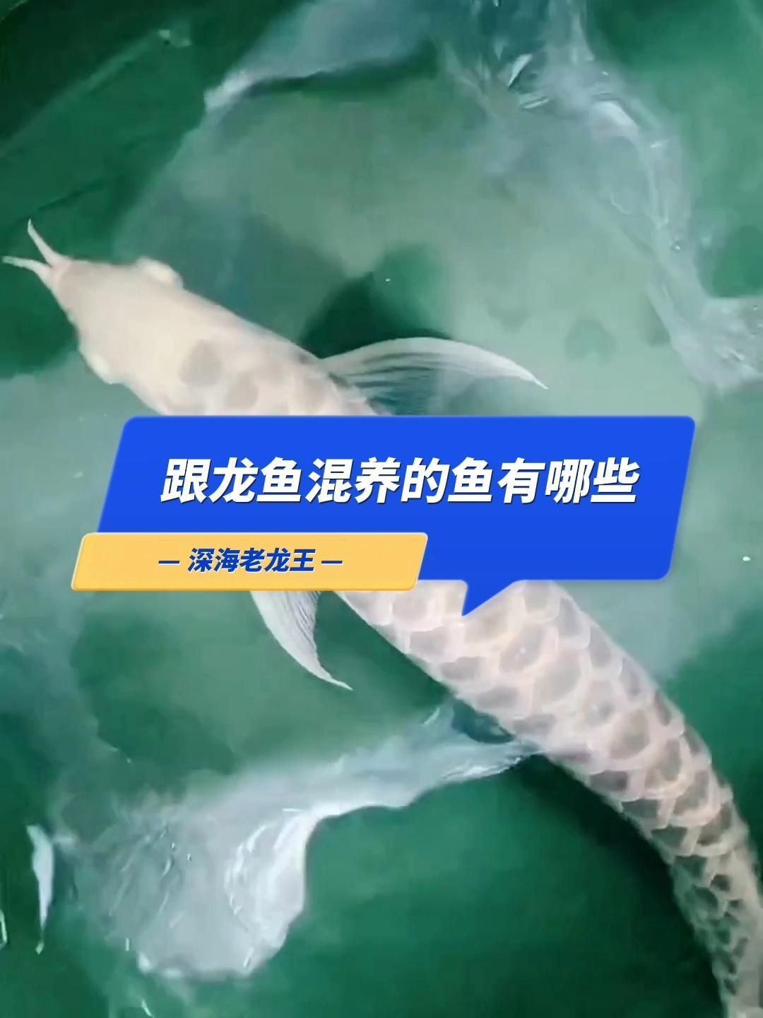有哪些品種的龍魚(yú)適合混養(yǎng)？：可以和龍魚(yú)混養(yǎng)的6種魚(yú)