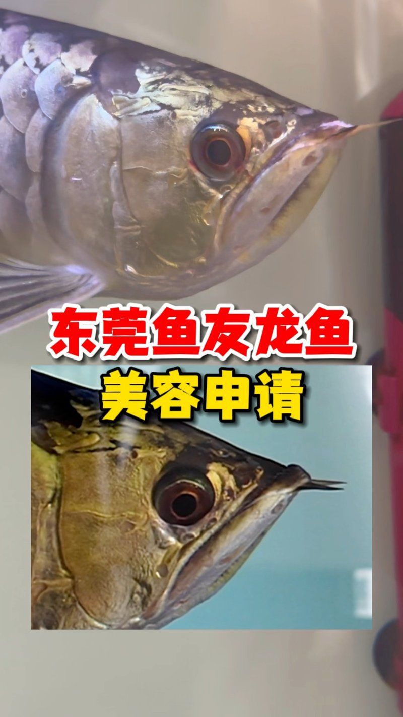 惠州龍魚店：關于惠州龍魚店的綜合信息