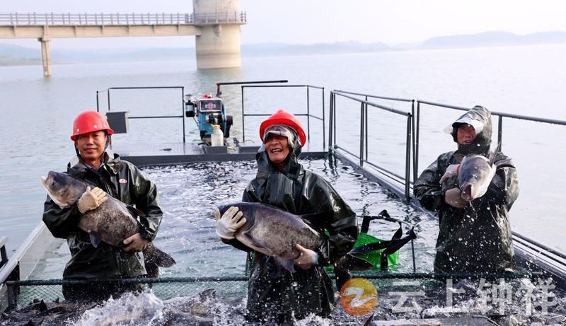 荊門魚缸批發(fā)市場(chǎng)：荊門魚缸批發(fā)市場(chǎng)分析