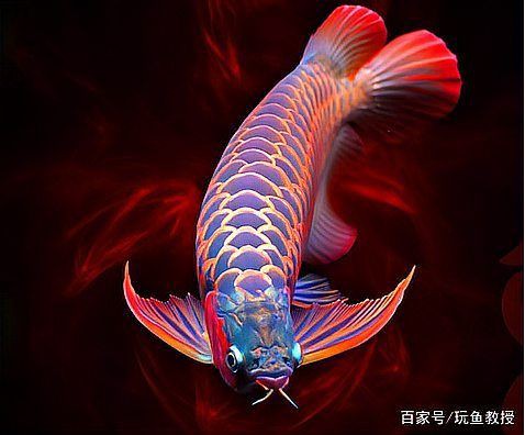 泗水龍魚最貴的三個東西：別以為龍魚都一樣，同樣是品種，價格卻有天壤之別