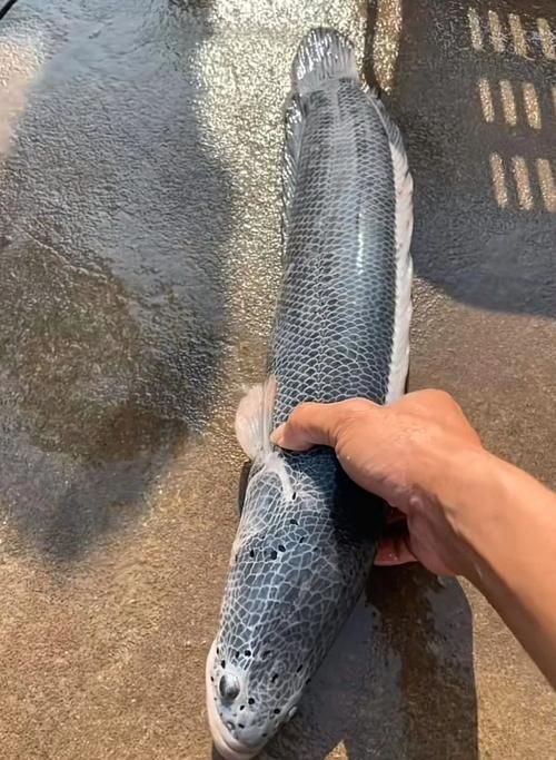 提供幾張龍魚(yú)鱗片發(fā)黑的圖片：——鱗片發(fā)黑問(wèn)題