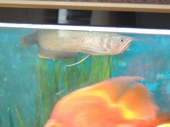 提供幾張龍魚(yú)鱗片發(fā)黑的圖片：——鱗片發(fā)黑問(wèn)題