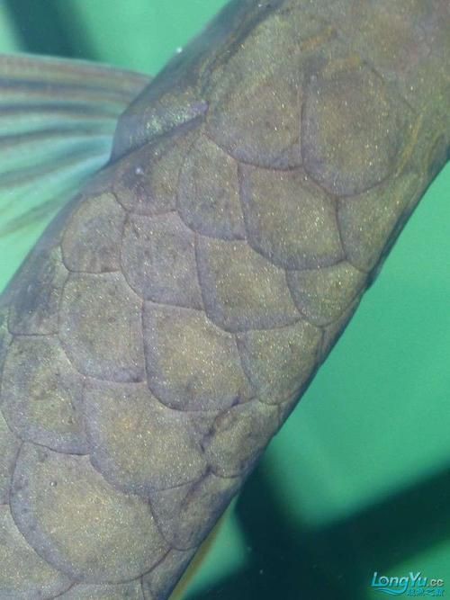 提供幾張龍魚(yú)鱗片發(fā)黑的圖片：——鱗片發(fā)黑問(wèn)題