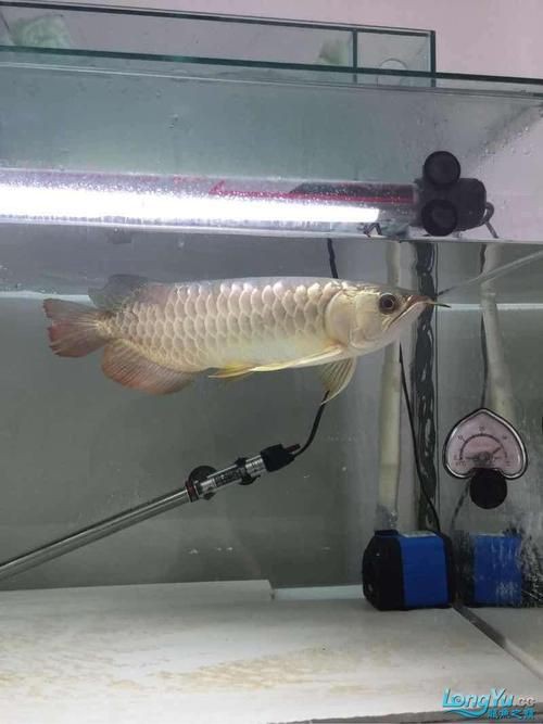 提供幾張龍魚(yú)鱗片發(fā)黑的圖片：——鱗片發(fā)黑問(wèn)題