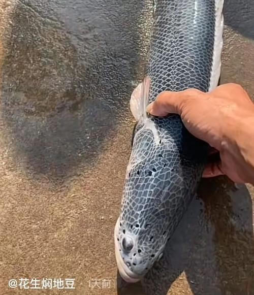 提供幾張龍魚(yú)鱗片發(fā)黑的圖片：——鱗片發(fā)黑問(wèn)題