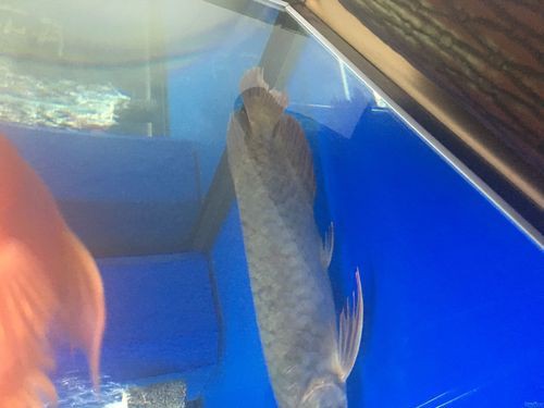 提供幾張龍魚(yú)鱗片發(fā)黑的圖片：——鱗片發(fā)黑問(wèn)題